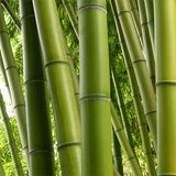 Verbena Bamboo